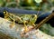 Big eyed, green and gold grasshopper on a stick