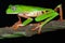 big eyed green tree frog tropical jungle amphibian