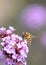 Big eyed Honey bee on purple verbena with bokeh background