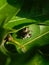 Big-eyed Jumping spider watching for prey