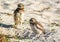 big-eyed owls on the beach protecting their home