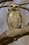 A big eyed spotted owlet(Athene brama) staring directly at the photographer