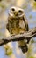 A big eyed spotted owlet staring directly at the photographer