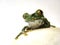 Big-eyed tree frog (13) leptopelis vermiculatus