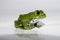 Big-eyed tree frog (14) leptopelis vermiculatus, focus is on the