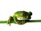 Big-eyed tree frog (3) leptopelis vermiculatus