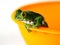Big-eyed tree frog (4) leptopelis vermiculatus