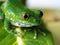 Big-eyed tree frog (7) leptopelis vermiculatus