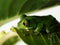 Big-eyed tree frog leptopelis vermiculatus