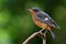 big eyes bird perching on the branch over blur green background in nature