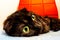 Big Eyes of a cute Scottish Fold Munchkin cat