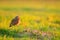 Big eyes in grass. Burrowing Owl, Athene cunicularia, night bird with beautiful evening sun, animal in the nature habitat, Mato Gr