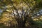 A big fagus tree in the Canfaito Marche, Italy forest