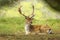 Big fallow deer buck with large antlers resting