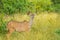 A big family of Kudu antelopes in Kruger national park Africa