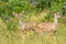 A big family of Kudu antelopes in Kruger national park Africa