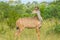 A big family of Kudu antelopes in Kruger national park Africa