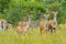 A big family of Kudu antelopes in Kruger national park Africa