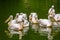 Big family of rosy pelicans swimming together in the water, common aquatic bird specie from Eurasia