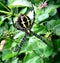 Big Fat Black widow Spider Casting web in Garden