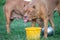 Big fat brown pitbull on the lawn with yellow water bucket Dogs eat a lot of water in the