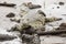 A big fat crocodile resting on the mud at a pond