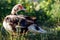 Big fat muscovy duck standing on green grass and watching carefu