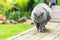 Big fat overweight serious grey british cat with yellow eyes walking on road at backyard outdoors with green grass lawn