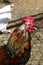 Big fat red rooster walking around the farm. This unhappy glances around. â„–2