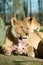 Big female African lion eating