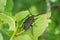 Big female beetle prionus coriarius on green leaf