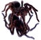 Big female of Brazilian black Tarantula `Grammostola anthracina`