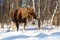 Big female of elk in woods at winter