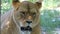 A big female lion lies on a green lawn ina zoo in slo-mo