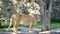 Big Female Lion Moves Along a Stone Wall in Summer in a Zoo