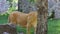 Big Female Lion Stands Near a Stone Wall With Greenery in Summer