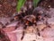 Big female of Mexican Flame Knee Tarantula Brachypelma auratum