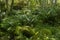 Big ferns in a beautiful forest and rocks with green moss