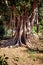Big Ficus tree