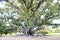 Big Ficus Tree, huge tree with many roots on ground, Perth, Austalia