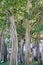 Big ficus trees in the John Ringling Museum, sarasota, FL