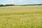 Big field of the blossoming buckwheat. Kaliningrad region