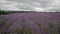 Big field of the blossoming lavender