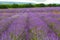 Big field of the blossoming lavender