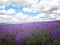 Big field of the blossoming lavender