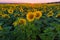 Big field of the blossoming sunflowers