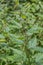 Big field of green nettles near the forest