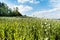 Big field with growing green poppies