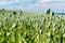 Big field with growing green poppies