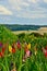 A big field of many gladiolus in different colours in front of a german landscape upon a hill with a wide view